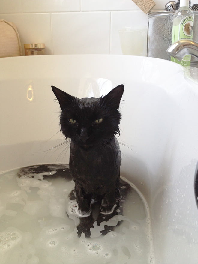 22 gatos que planejam seu assassinato depois de tomar um banho 22 gatos que planejam seu assassinato depois de tomar um banho
