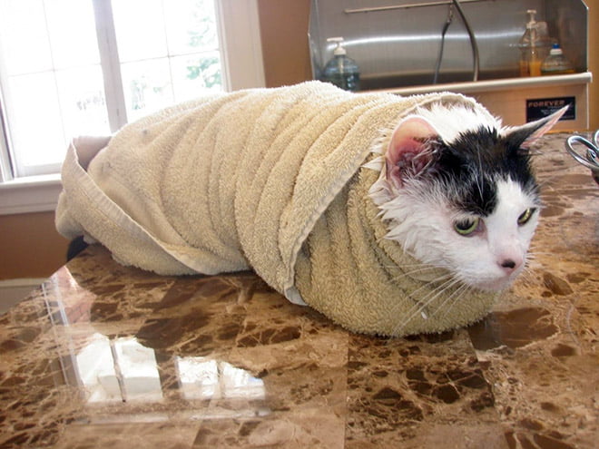 22 gatos que planejam seu assassinato depois de tomar um banho
