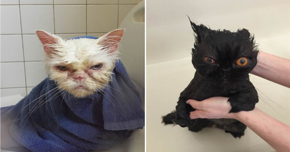 22 gatos que planejam seu assassinato depois de tomar um banho