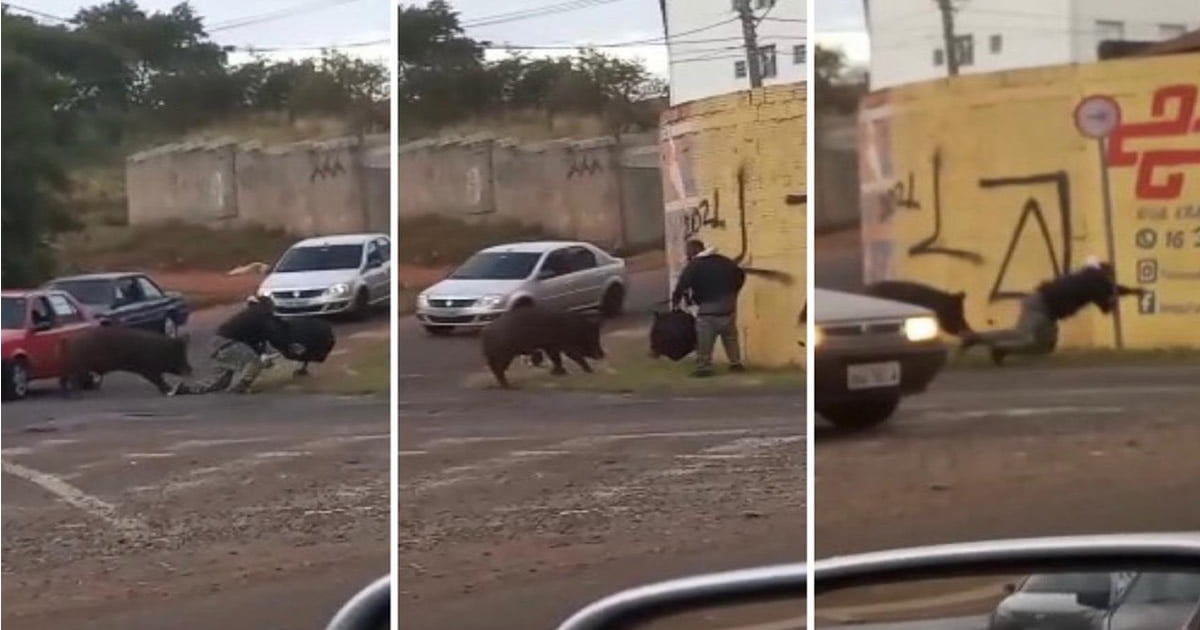 Porco gigante ataca entregador