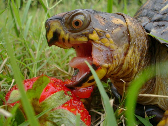 Tartarugas comendo morangos parecem aterrorizantes