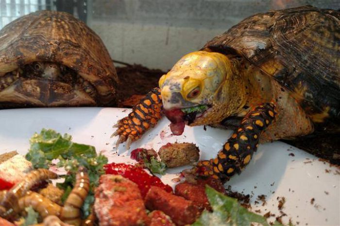 Tartarugas comendo morangos parecem aterrorizantes
