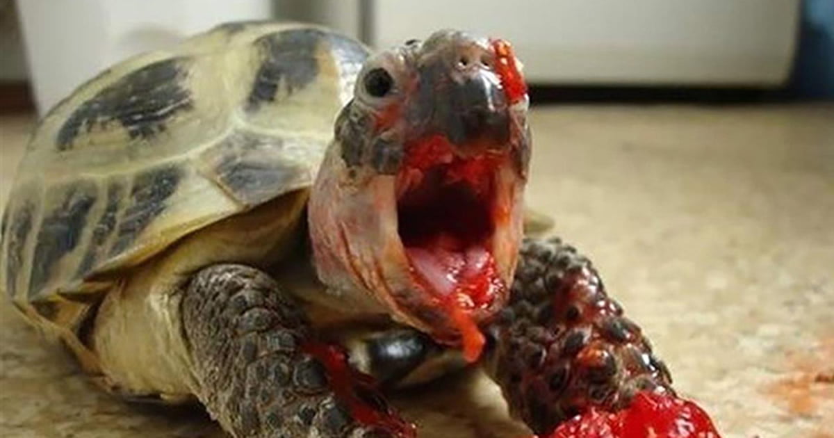 Tartarugas comendo morangos parecem aterrorizantes Tartarugas comendo morangos parecem aterrorizantes