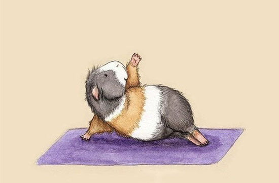 Você sabia que os hamster fazem yoga? Você sabia que os hamster fazem yoga?