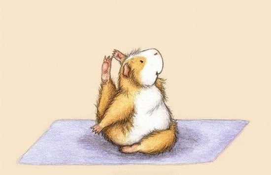 Você sabia que os hamster fazem yoga?