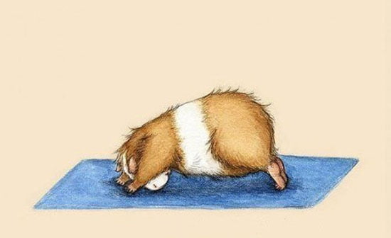Você sabia que os hamster fazem yoga?