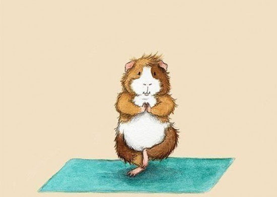 Você sabia que os hamster fazem yoga?