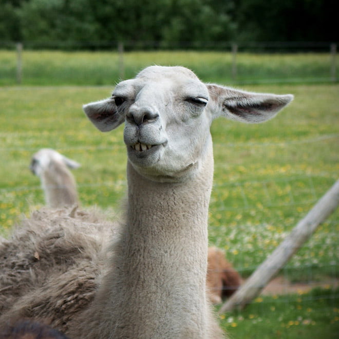 Alpacas e lhamas são criaturas lindas e majestosas