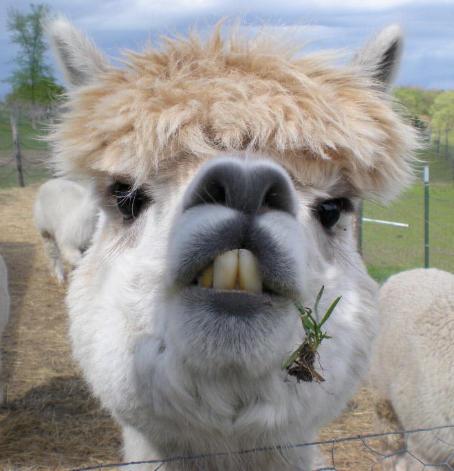 Alpacas e lhamas são criaturas lindas e majestosas