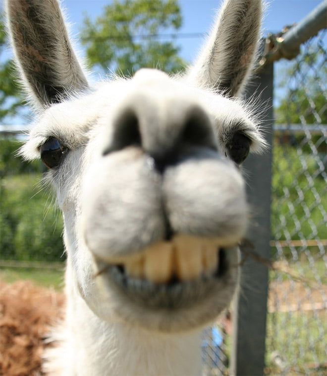 Alpacas e lhamas são criaturas lindas e majestosas
