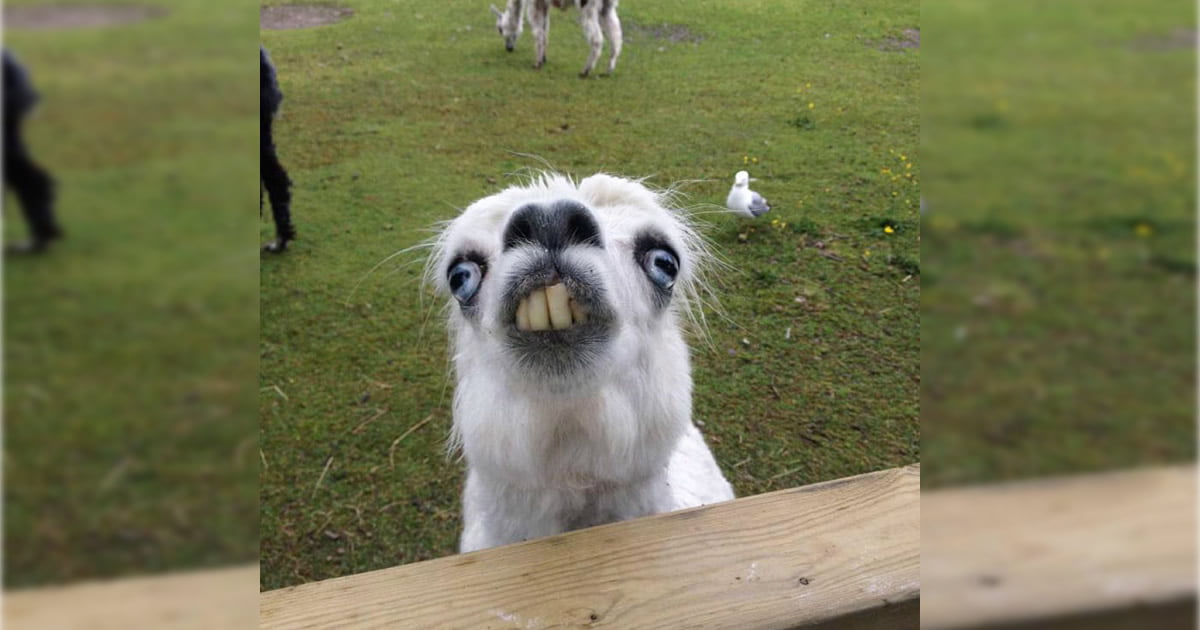 Alpacas e lhamas são criaturas lindas e majestosas