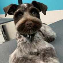 Cães cujos donos não conseguiam reconhecê-los depois de pegá-los no pet shop