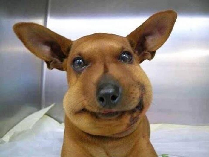 21 cachorros que aprenderam da pior maneira que não se deve comer abelhas