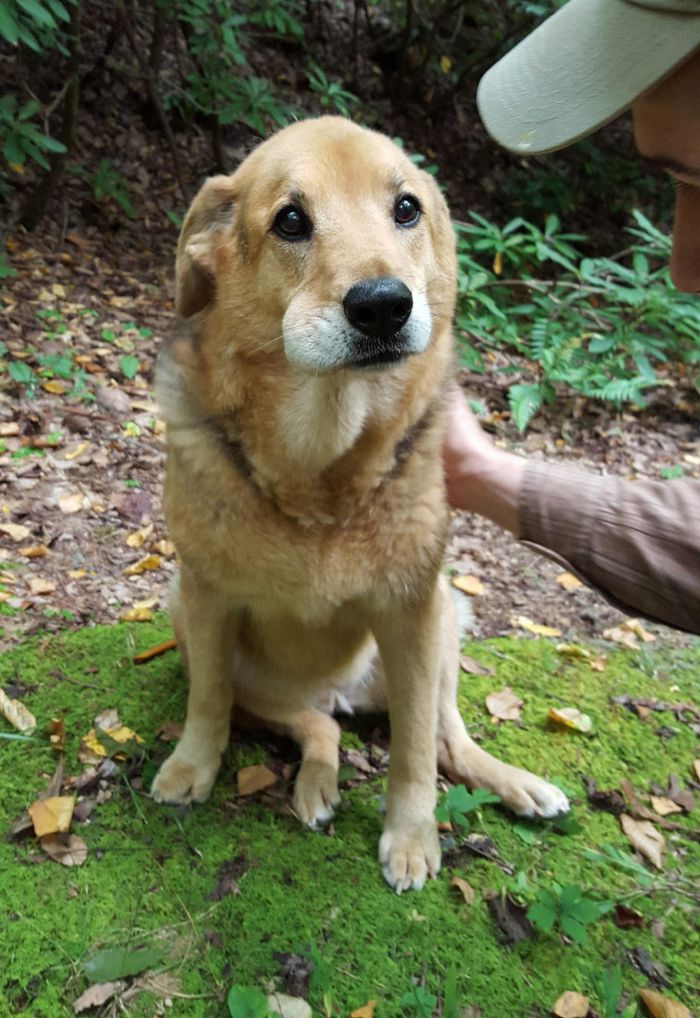 21 cachorros que aprenderam da pior maneira que não se deve comer abelhas