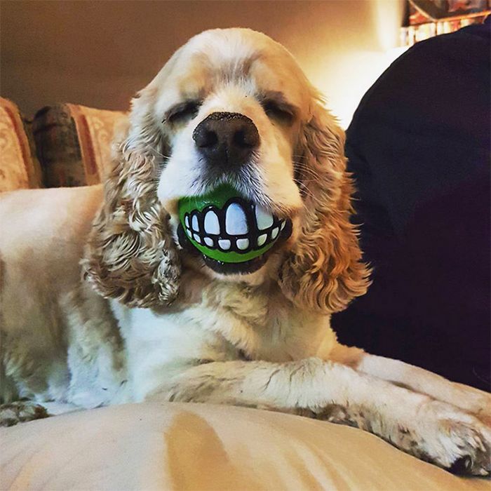 Esta bola de dentes deve ser o brinquedo mais engraçado de todos os tempos