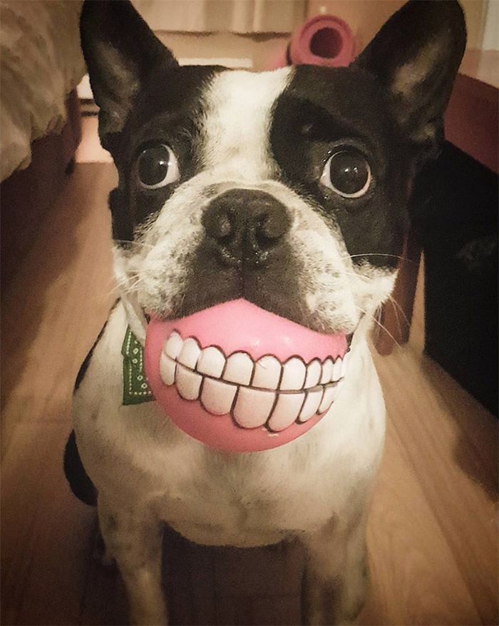 Esta bola de dentes deve ser o brinquedo mais engraçado de todos os tempos