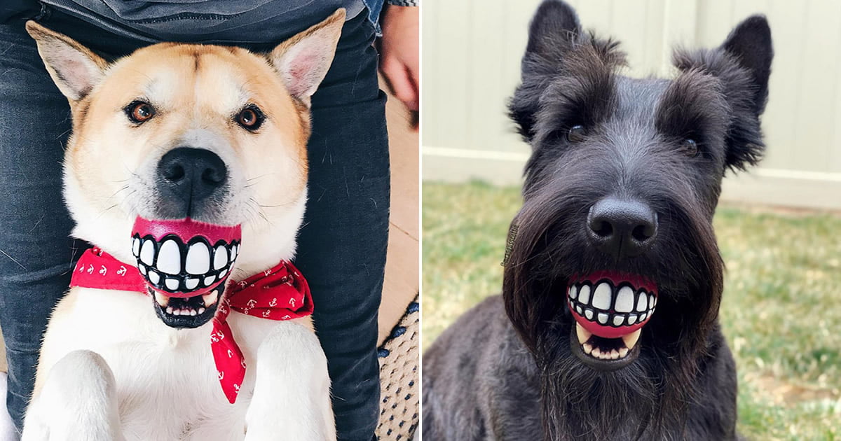Esta bola de dentes deve ser o brinquedo mais engraçado de todos os tempos