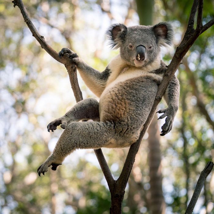 Se os animais tivessem Tinder, essas seriam as fotos de seu perfil