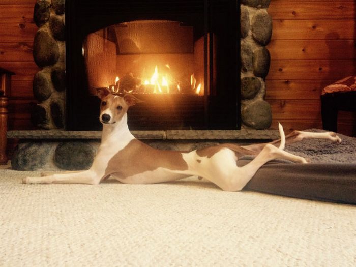 Se os animais tivessem Tinder, essas seriam as fotos de seu perfil