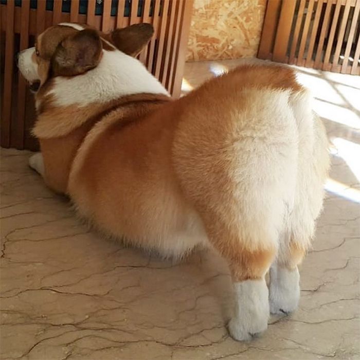 Se os animais tivessem Tinder, essas seriam as fotos de seu perfil