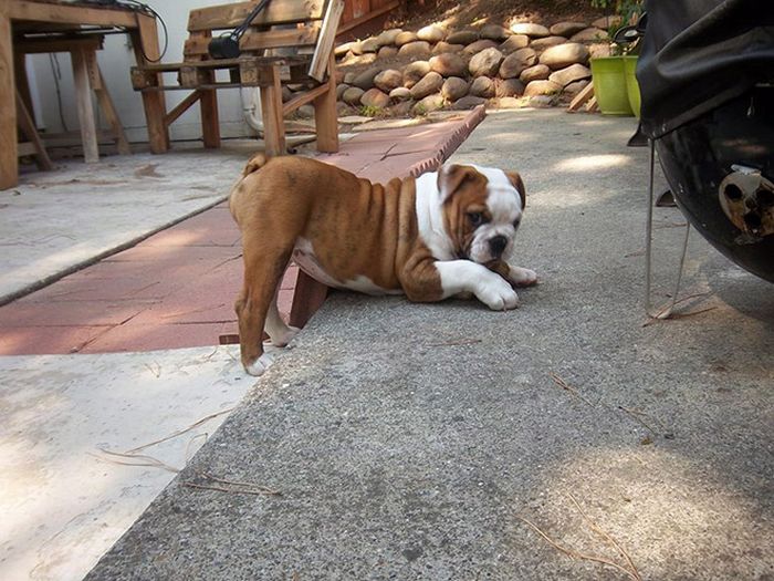 Se os animais tivessem Tinder, essas seriam as fotos de seu perfil