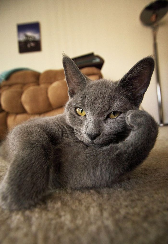 Se os animais tivessem Tinder, essas seriam as fotos de seu perfil