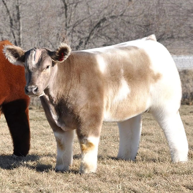 Vacas todas lavadas e secas com xampu