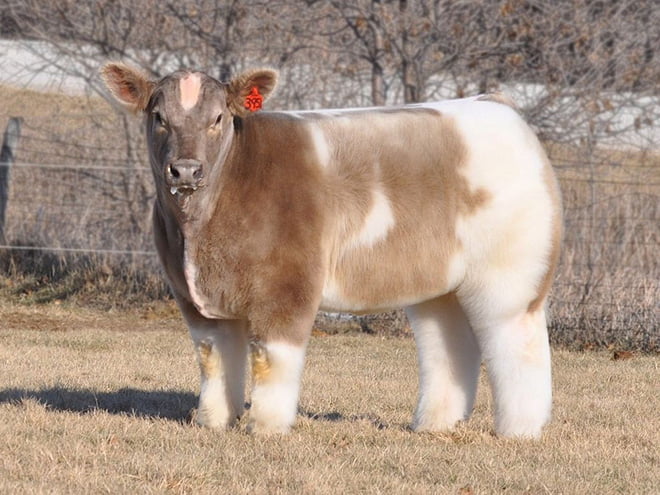 Vacas todas lavadas e secas com xampu