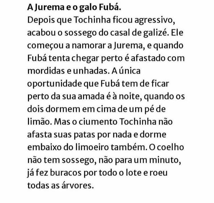 Um coelho nervoso que ataca as pessoas e namora uma galinha Um coelho nervoso que ataca as pessoas e namora uma galinha