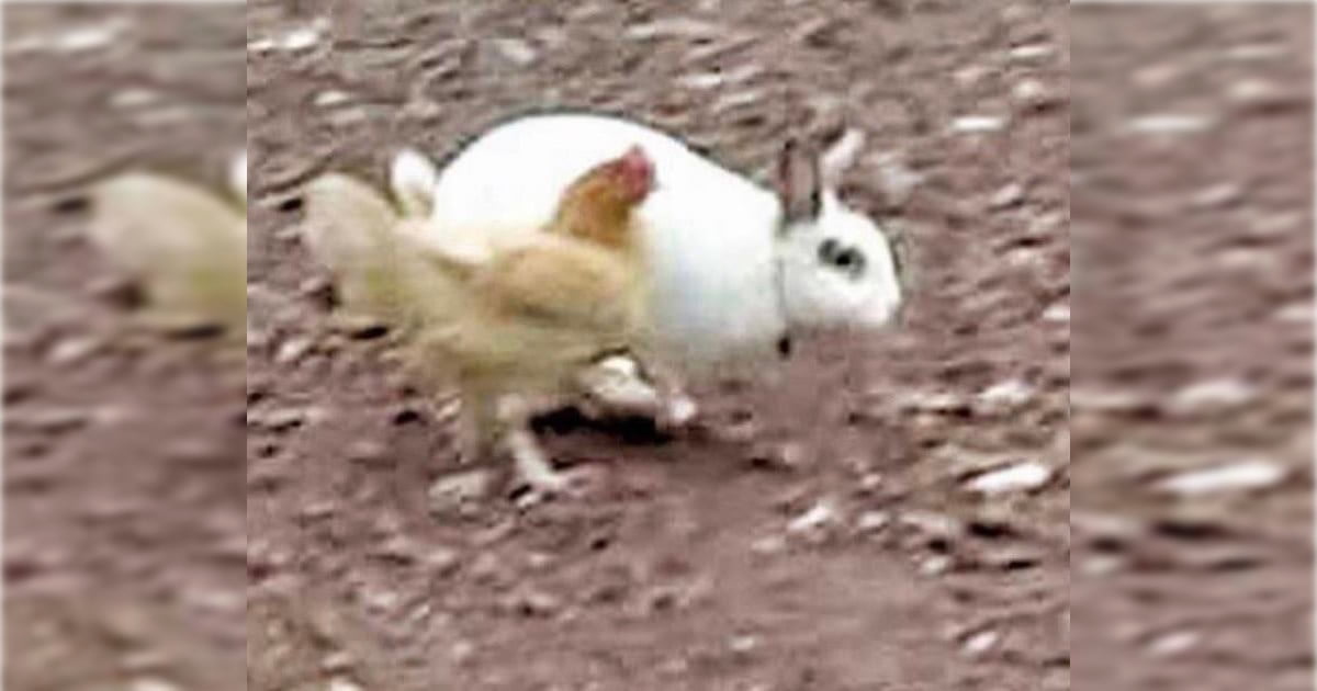 Um coelho nervoso que ataca as pessoas e namora uma galinha