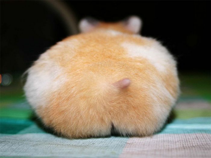 23 bundas de hamster com toda sua fofura 23 bundas de hamster com toda sua fofura