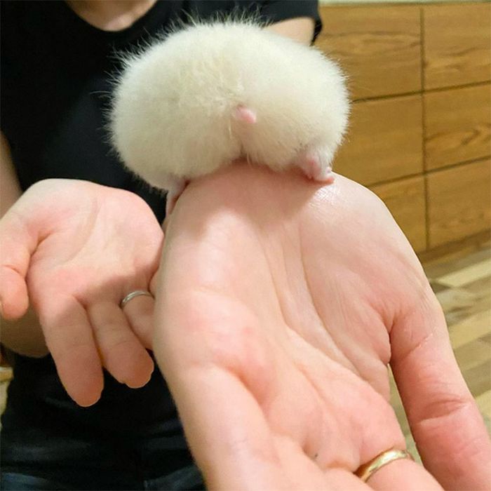 23 bundas de hamster com toda sua fofura 23 bundas de hamster com toda sua fofura