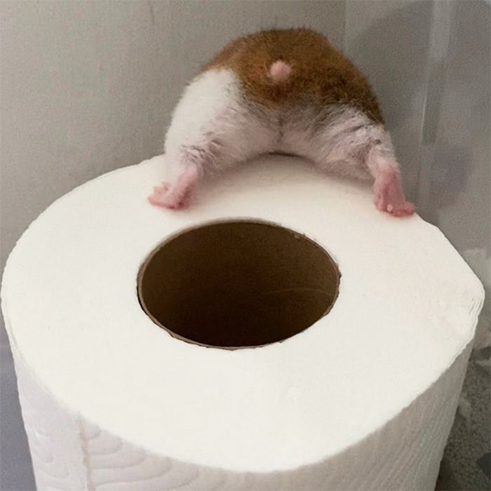 23 bundas de hamster com toda sua fofura 23 bundas de hamster com toda sua fofura