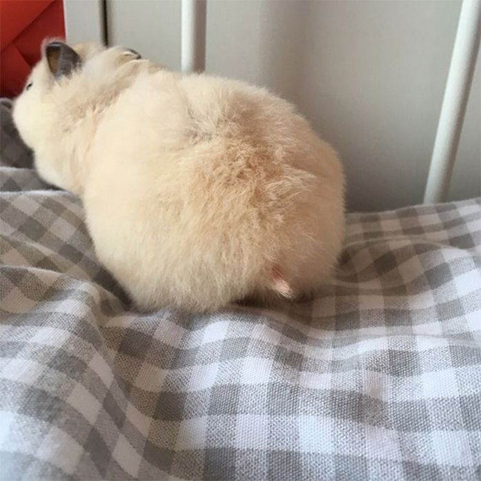 23 bundas de hamster com toda sua fofura 23 bundas de hamster com toda sua fofura