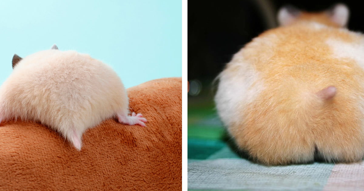 23 bundas de hamster com toda sua fofura 23 bundas de hamster com toda sua fofura