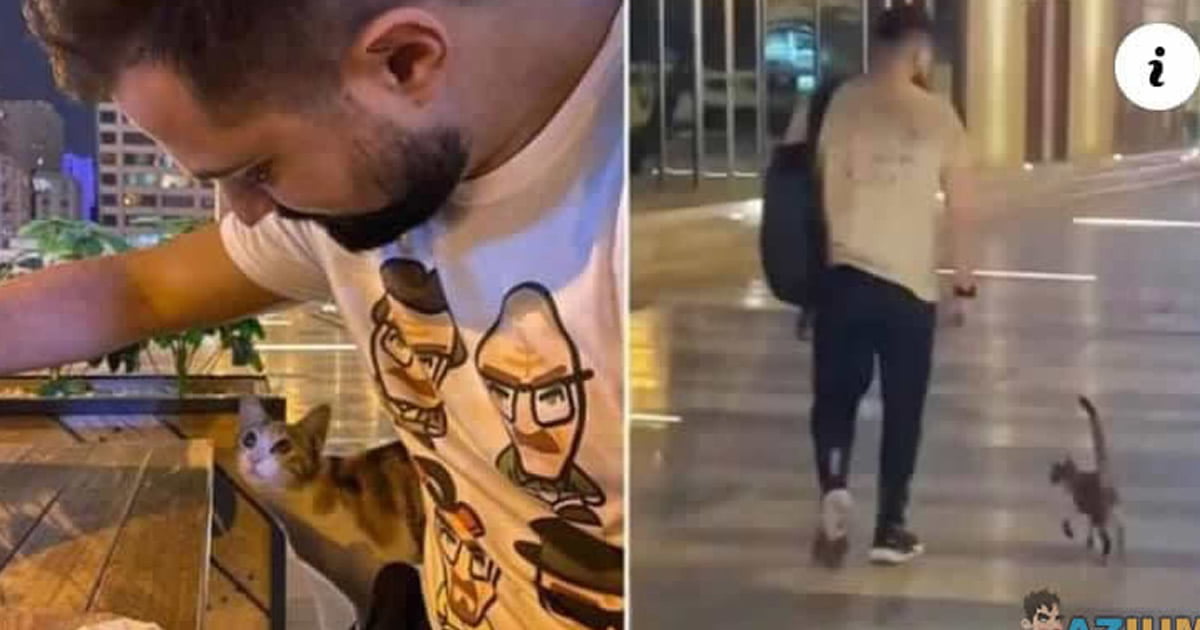 Gato sempre escolhe seus dono Gato sempre escolhe seus dono