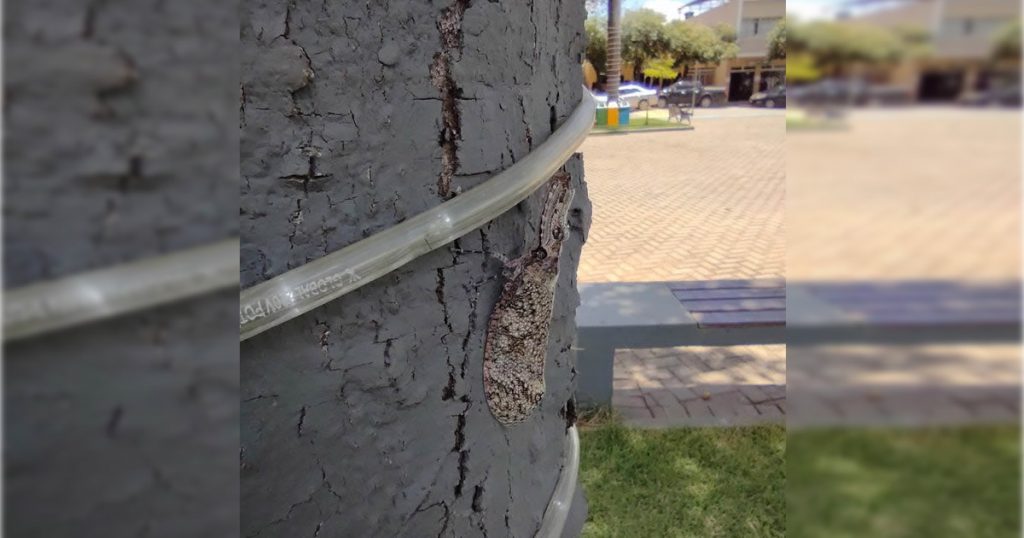 Impressão minha ou esta borboleta parece com um Jacaré?