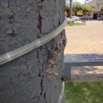 Impressão minha ou esta borboleta parece com um Jacaré?