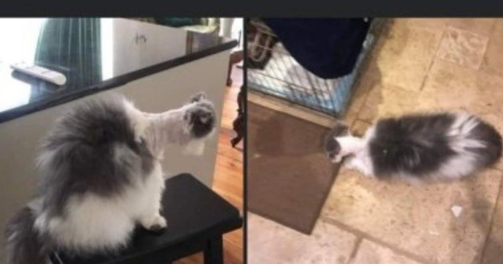 Como não tosar um gato Como não tosar um gato