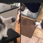 Como não tosar um gato