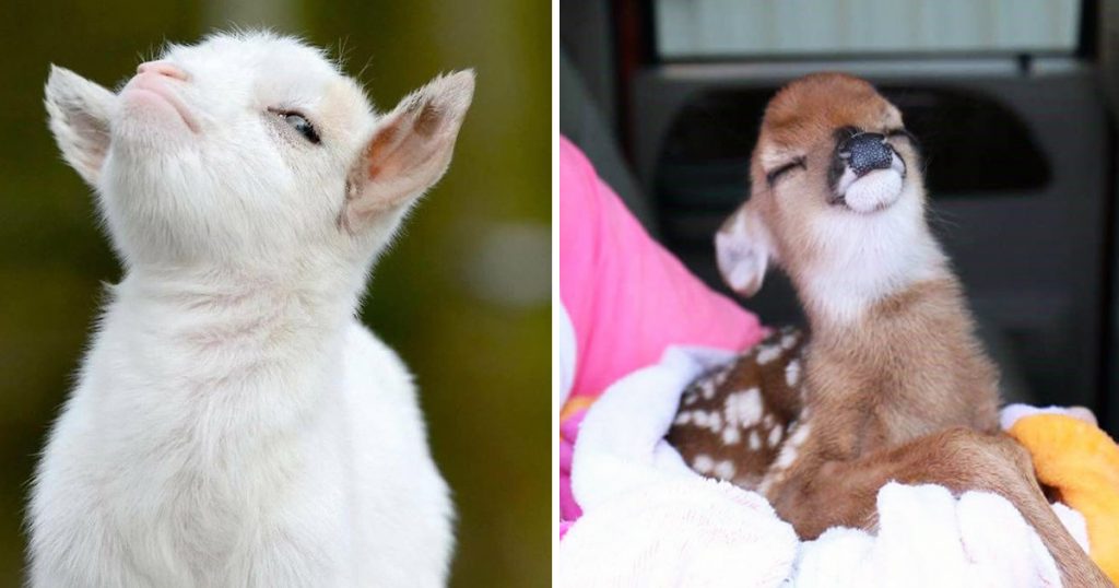 Os animais mais presunçosos da Terra Os animais mais presunçosos da Terra