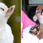 Os animais mais presunçosos da Terra