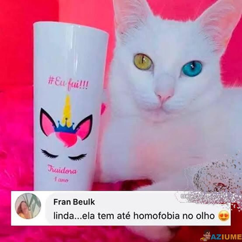 Gato com homofobia