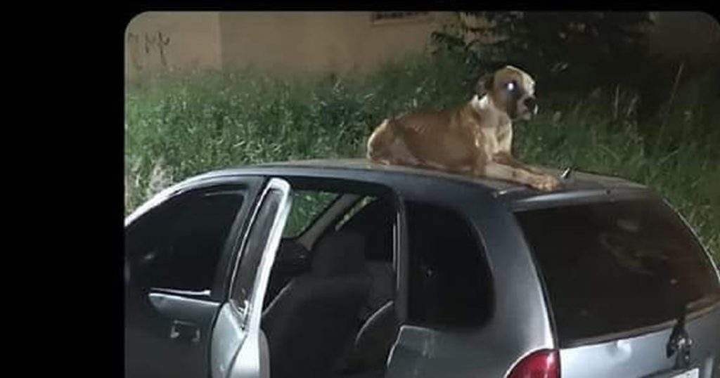 Quando você acha um cachorro na rua