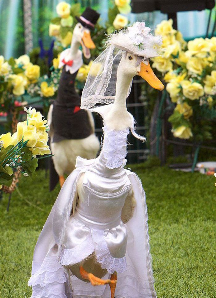Você sabia que há um desfile anual de moda de patos na Austrália?