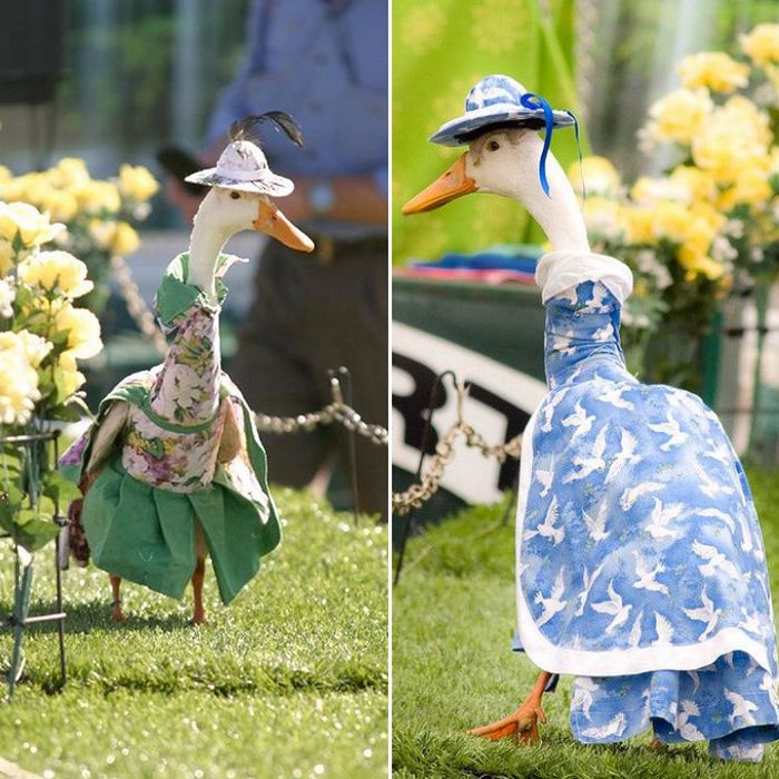 Você sabia que há um desfile anual de moda de patos na Austrália?