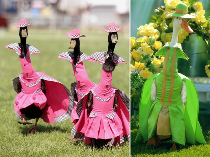 Você sabia que há um desfile anual de moda de patos na Austrália?