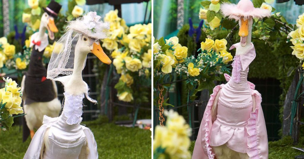 Você sabia que há um desfile anual de moda de patos na Austrália? Você sabia que há um desfile anual de moda de patos na Austrália?