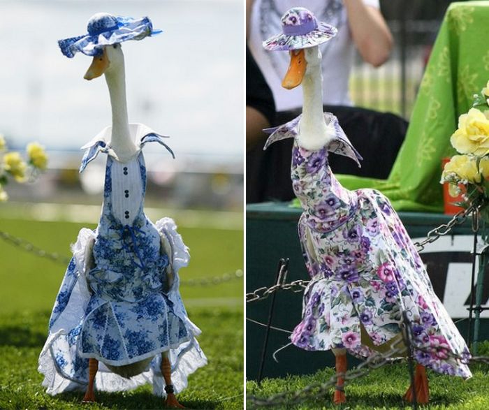 Você sabia que há um desfile anual de moda de patos na Austrália?