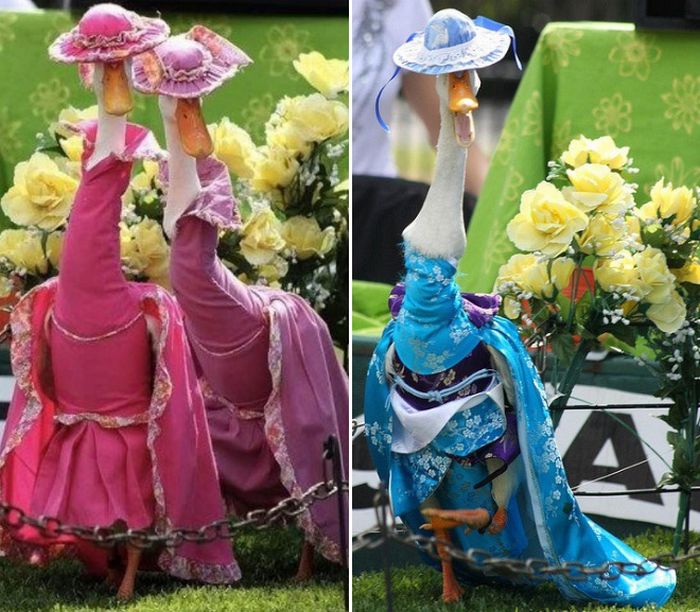 Você sabia que há um desfile anual de moda de patos na Austrália?